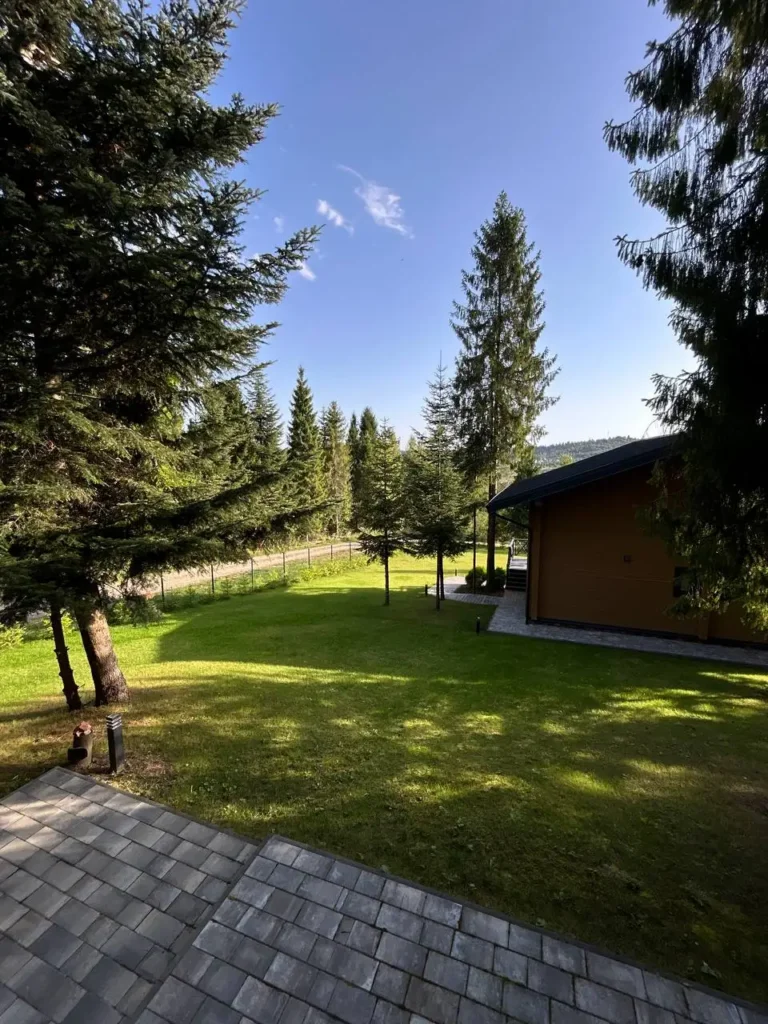 Відпочинок у Карпатах — зелена галявина з хвойними деревами, Гірська Лаванда